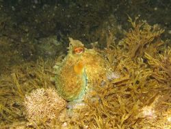 Octopus vulgaris in the Mediterranean sea (-15 mt) - Cano... by Ferdinando Meli 